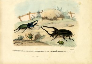 Scarabee Kevers, 1863-79